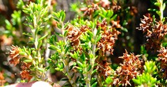 Erica petiolaris