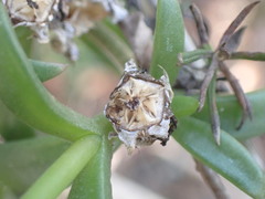 Delosperma uitenhagense