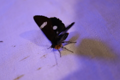 Argyrolepidia aequalis