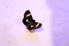 Argyrolepidia aequalis