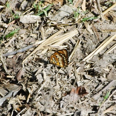 Byblia anvatara anvatara