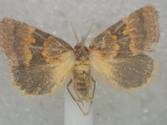 Haplopseustis erythrias