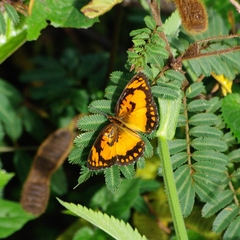 Byblia anvatara anvatara