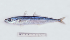 Decapterus macrosoma