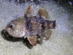 Apogonichthyoides pharaonis