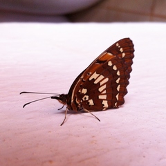 Byblia anvatara anvatara