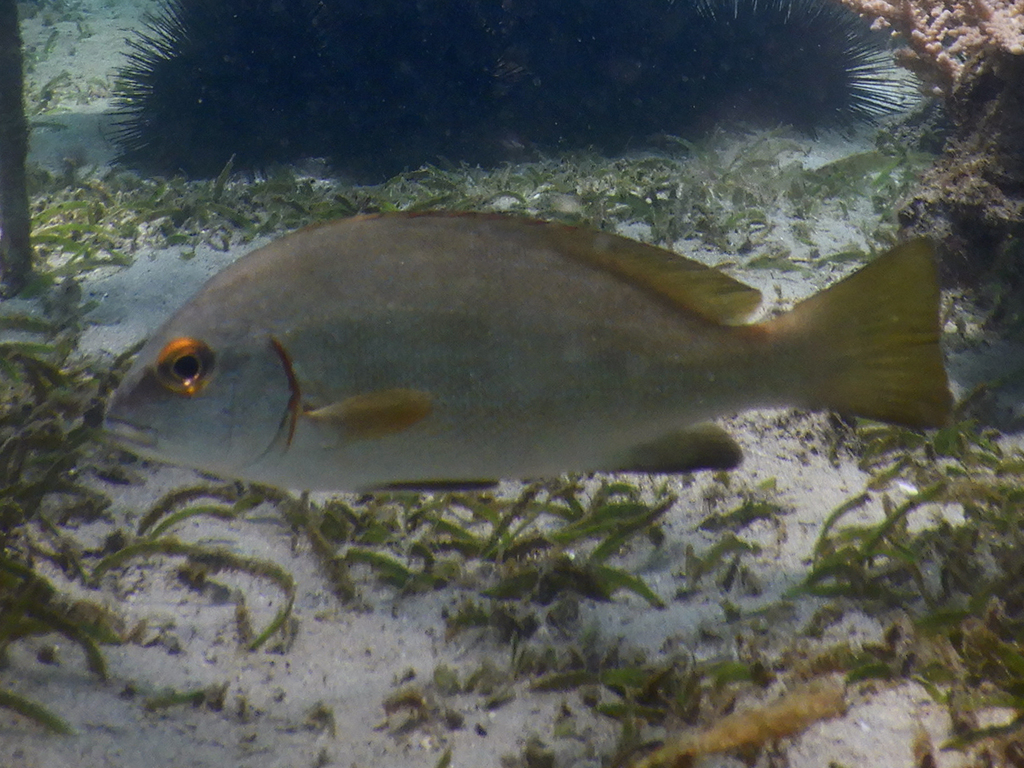 Arabian sweetlips (Plectorhinchus schotaf) — Haemulidae