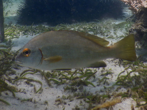 Arabian sweetlips (Plectorhinchus schotaf) — Haemulidae