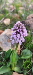 Neotinea conica