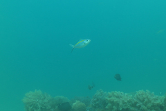 Caesio xanthalytos