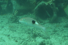 Parupeneus pleurostigma