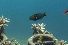 Thalassoma hebraicum