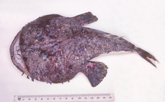 Lophiomus setigerus