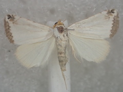 Eublemma vestalis