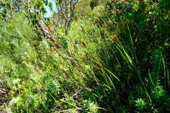 Elegia racemosa