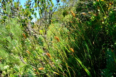 Elegia racemosa