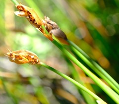 Elegia racemosa
