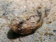 Maxillicosta scabriceps