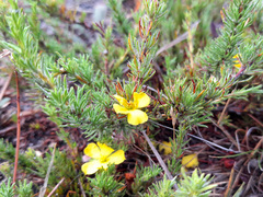 Hibbertia prostrata