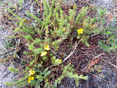 Hibbertia prostrata