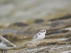 Charadrius dealbatus