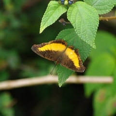 Eurytela dryope lineata