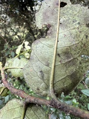 Prunus buxifolia