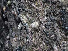 Austromegabalanus nigrescens