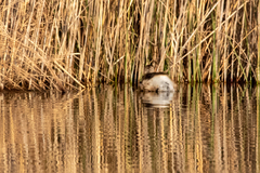 Tachybaptus ruficollis