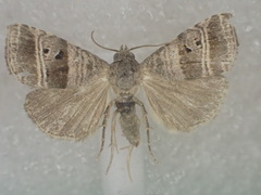 Ozarba punctigera