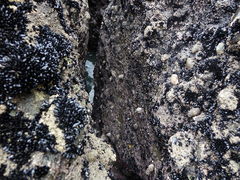 Austromegabalanus nigrescens