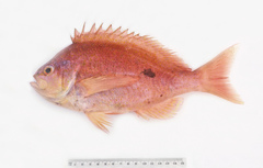 Caesioperca lepidoptera