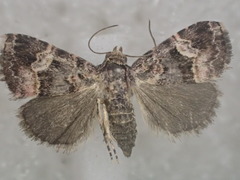 Pyripnoa auricularia