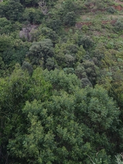 Acacia mearnsii image