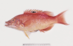 Bodianus unimaculatus