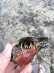 Clibanarius infraspinatus