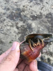 Clibanarius infraspinatus