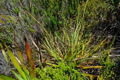 Tetraria triangularis