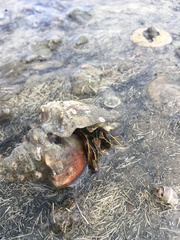 Clibanarius infraspinatus