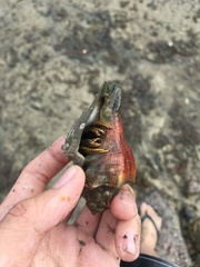 Clibanarius infraspinatus