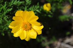 Adonis apennina