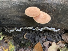Rhodotus palmatus