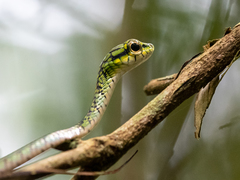 Rhamnophis