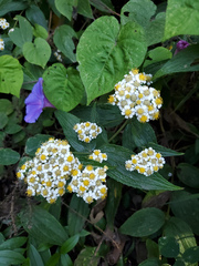 Alloispermum