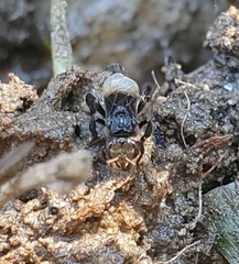 Tetragonilla collina