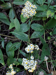 Alloispermum