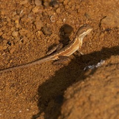 Sitana marudhamneydhal