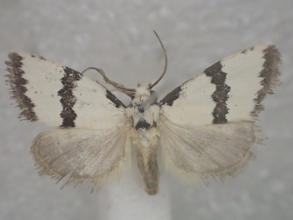 Himerois angustitaenia