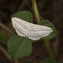 Scopula opicata
