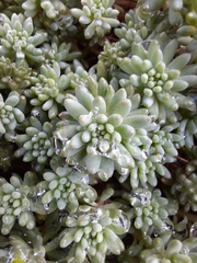 Sedum pallidum